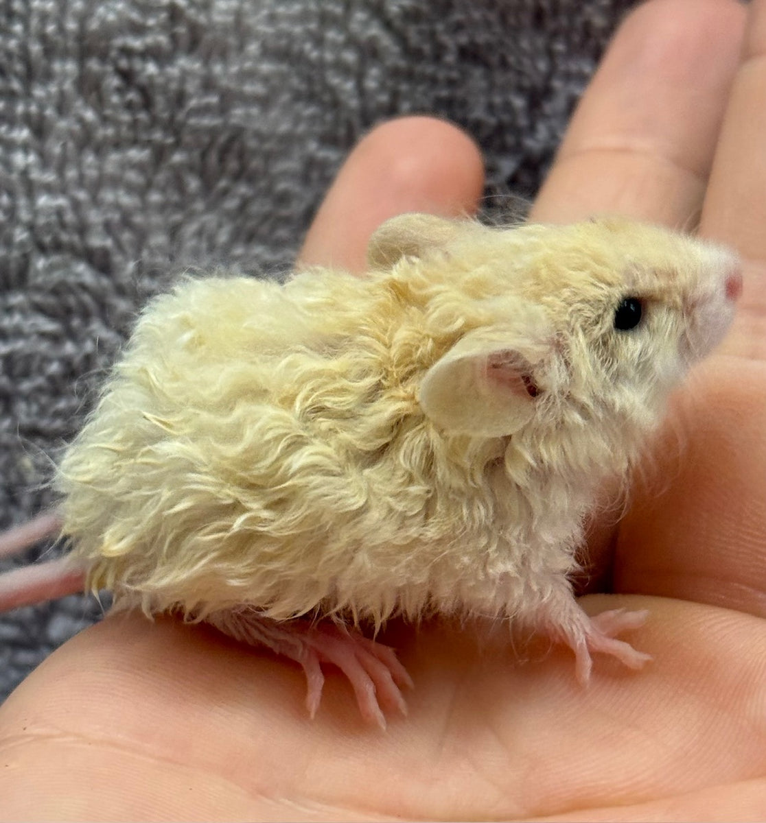 Pet Mouse Female Mice For Sale Near Me TEXEL MICE FEMALE