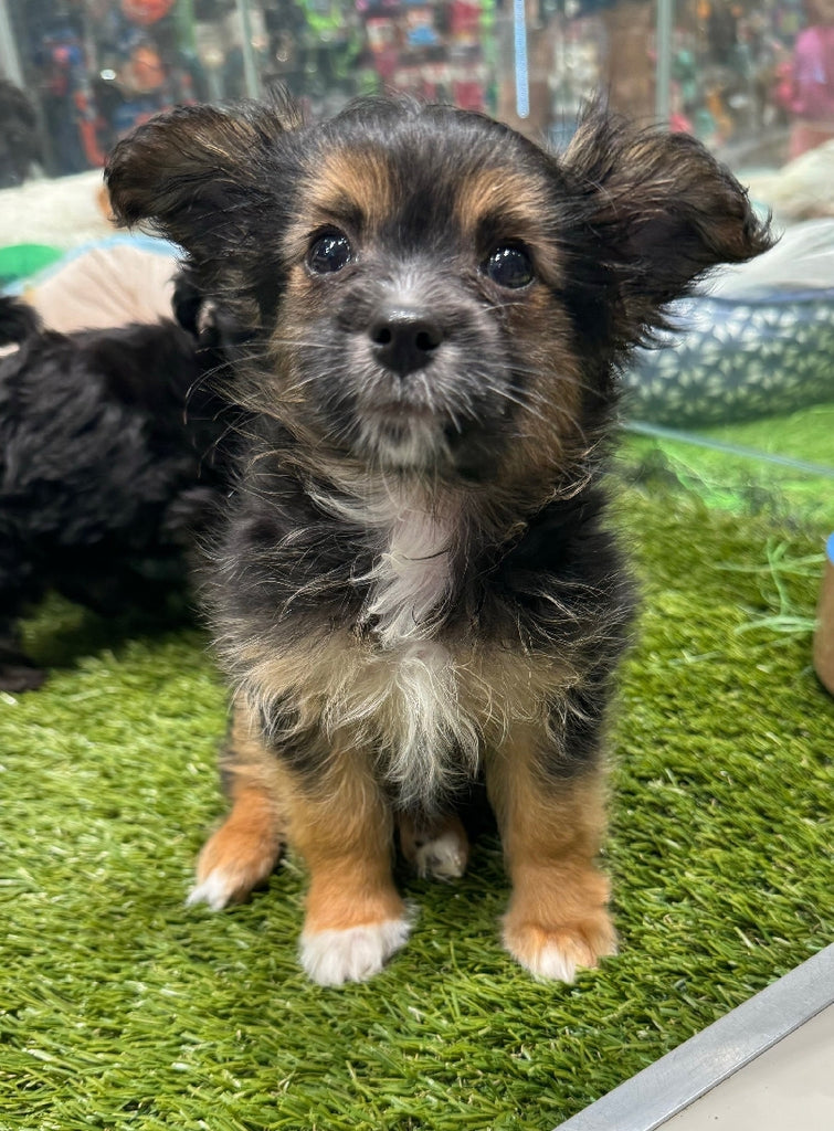PUP SILKY TERRIER X TOY POODLE MALE BLACK AND TAN 385
