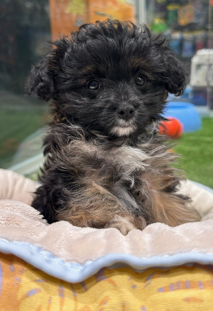 PUP SILKY TERRIER X TOY POODLE MALE BLACK AND TAN 386