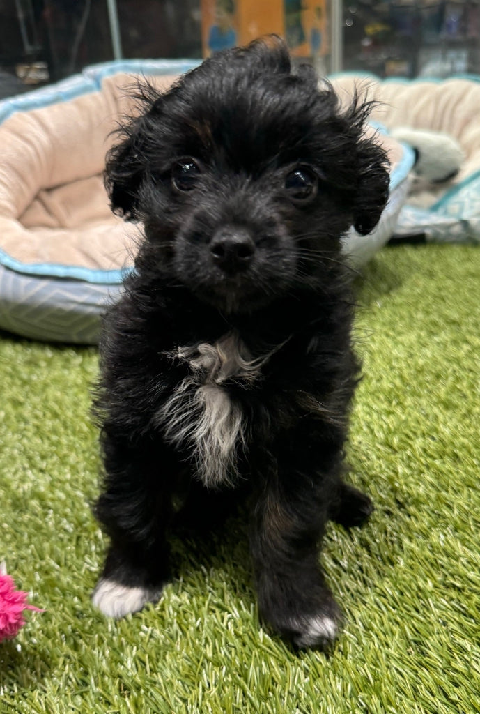 PUP SILKY TERRIER X TOY POODLE MALE BLACK AND TAN 396