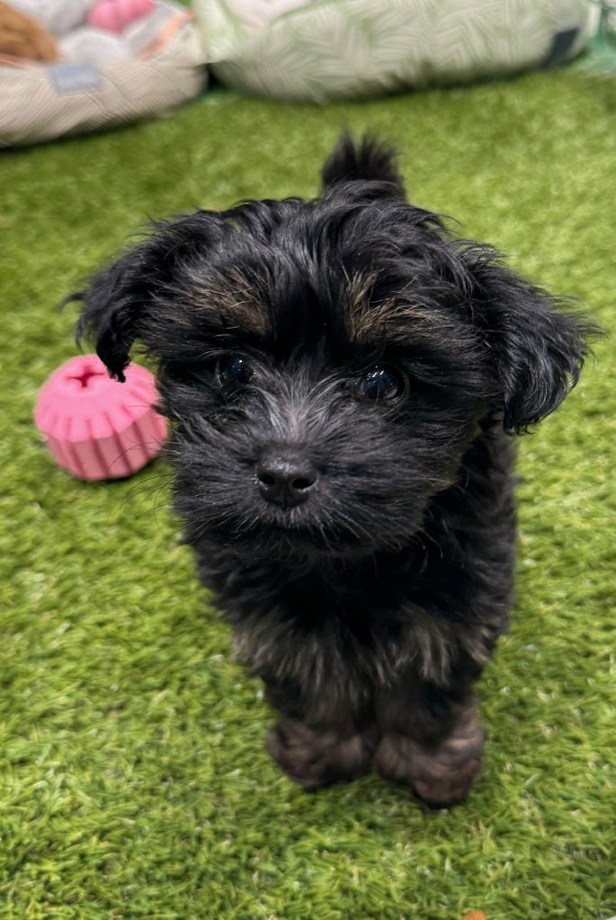 PUP SILKY TERRIER X TOY POODLE FEMALE BLACK AND TAN 398