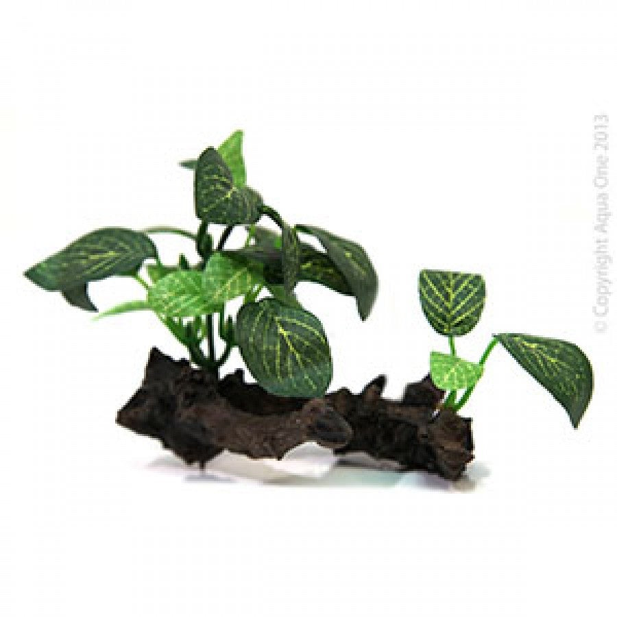 REPTILE ONE HERMIT CRAB PLANT ON WOOD