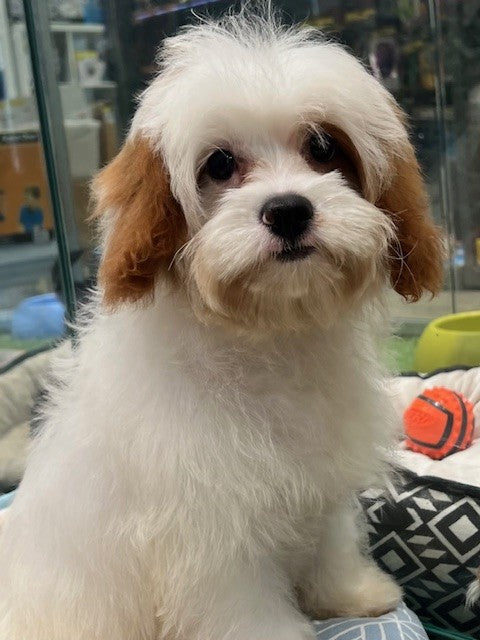 PUP TOY CAVOODLE FEMALE WHITE 791