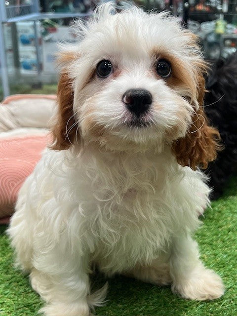 PUP TOY CAVOODLE FEMALE WHITE 791