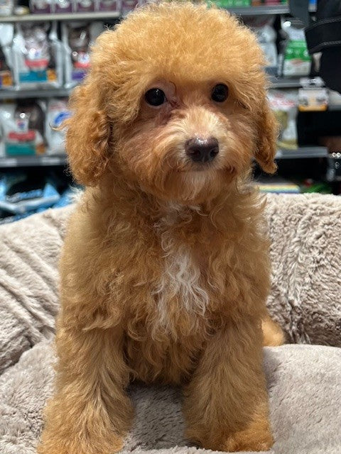 PUP TOY POODLE MALE APRICOT 558