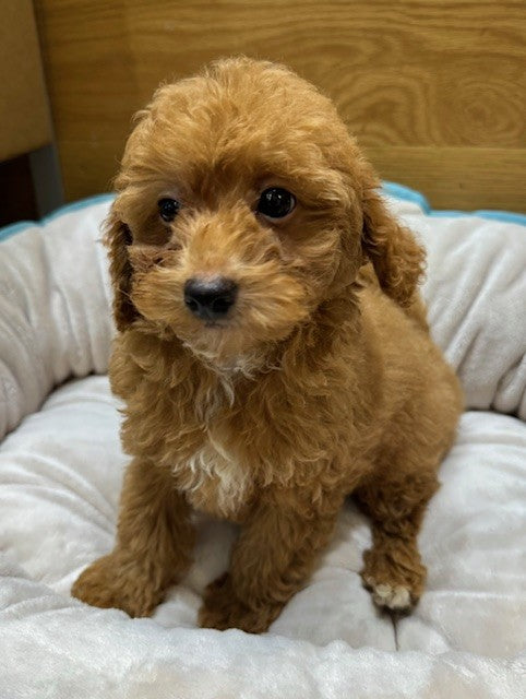 PUP TOY POODLE MALE APRICOT 558