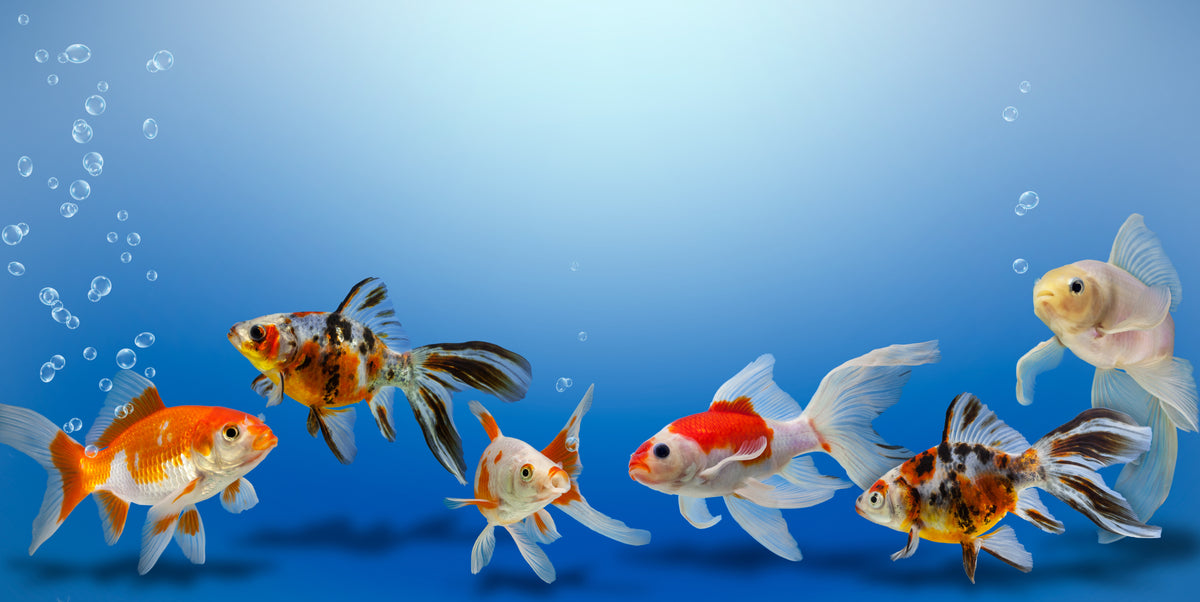 FISH ACCESSORIES – Pittwater Pets
