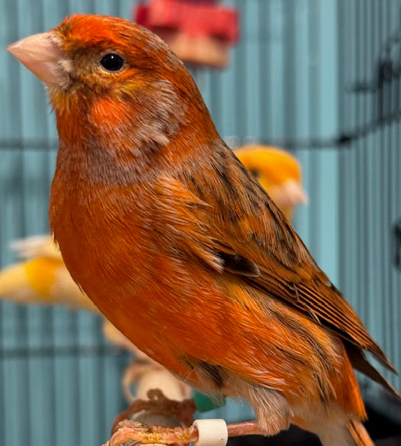 CANARY