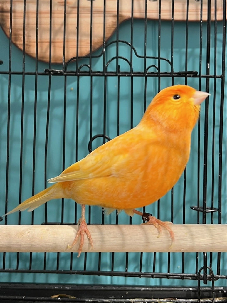 CANARY - COLOURED