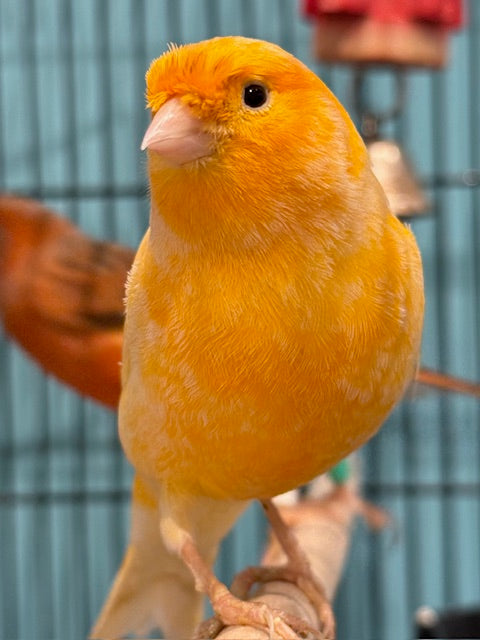 CANARY