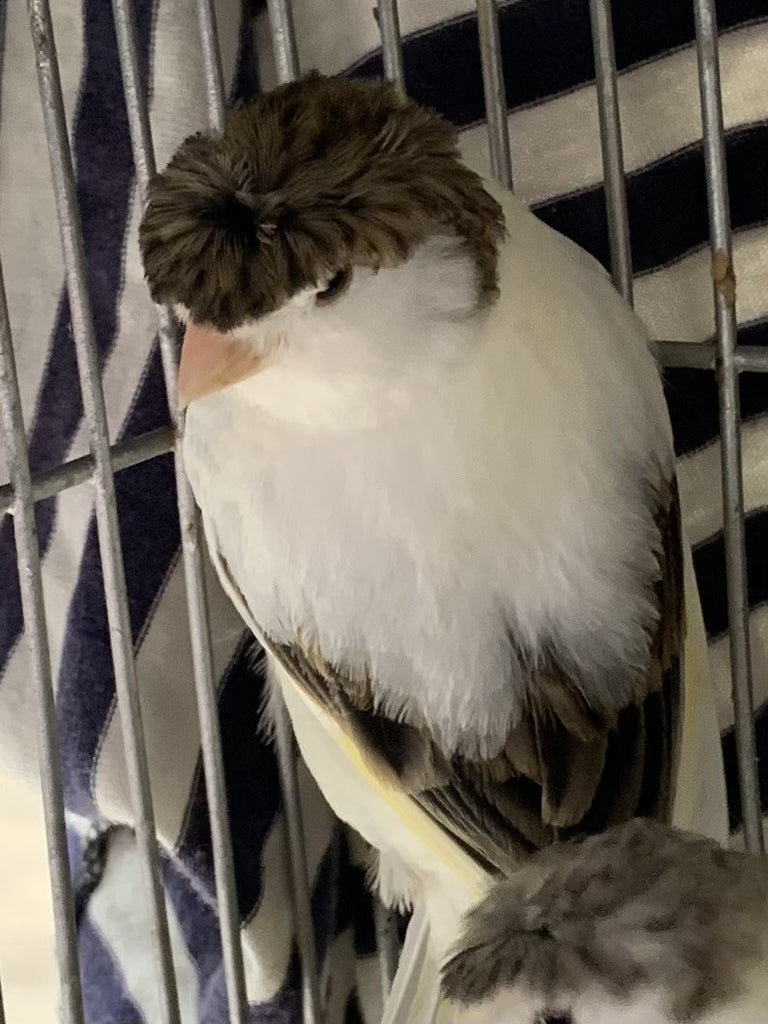 CANARY