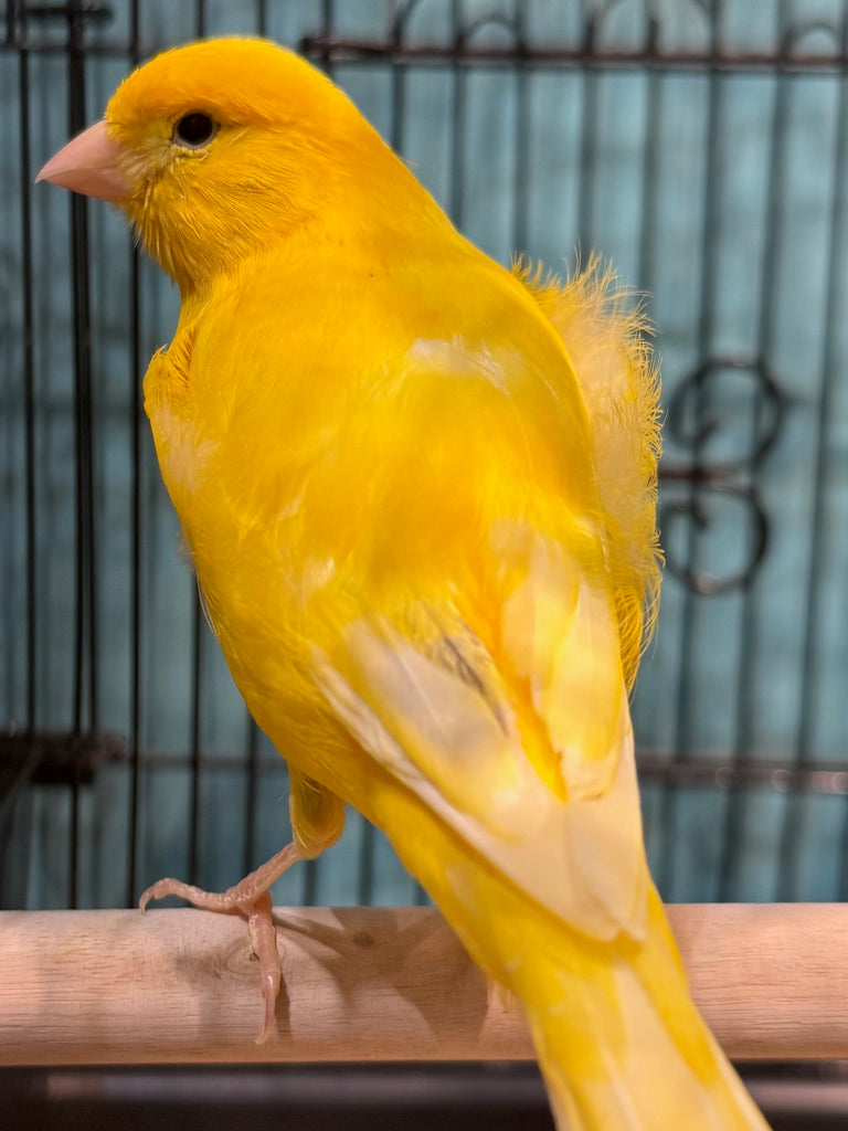 CANARY