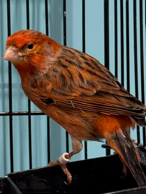 CANARY