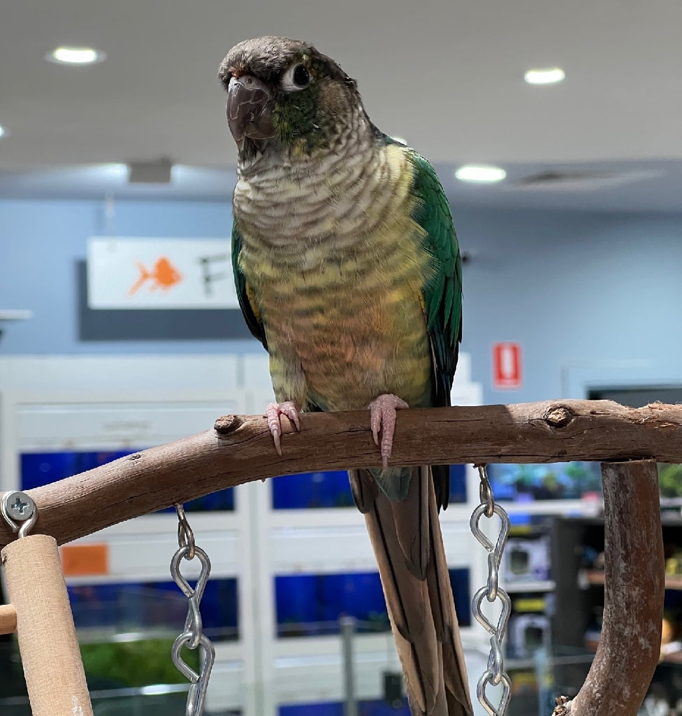 HAND RAISED GREEN CHEEK CONURE - YELLOW SIDED