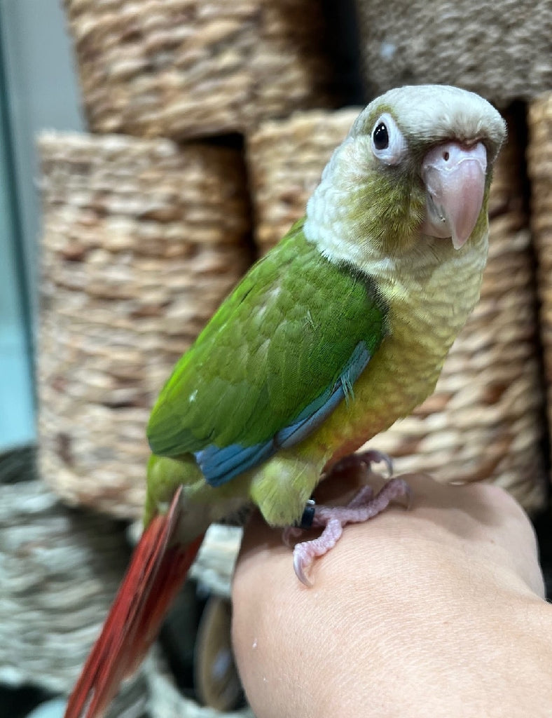 HAND RAISED BABY GREEN CHEEK CONURE - CINNAMON