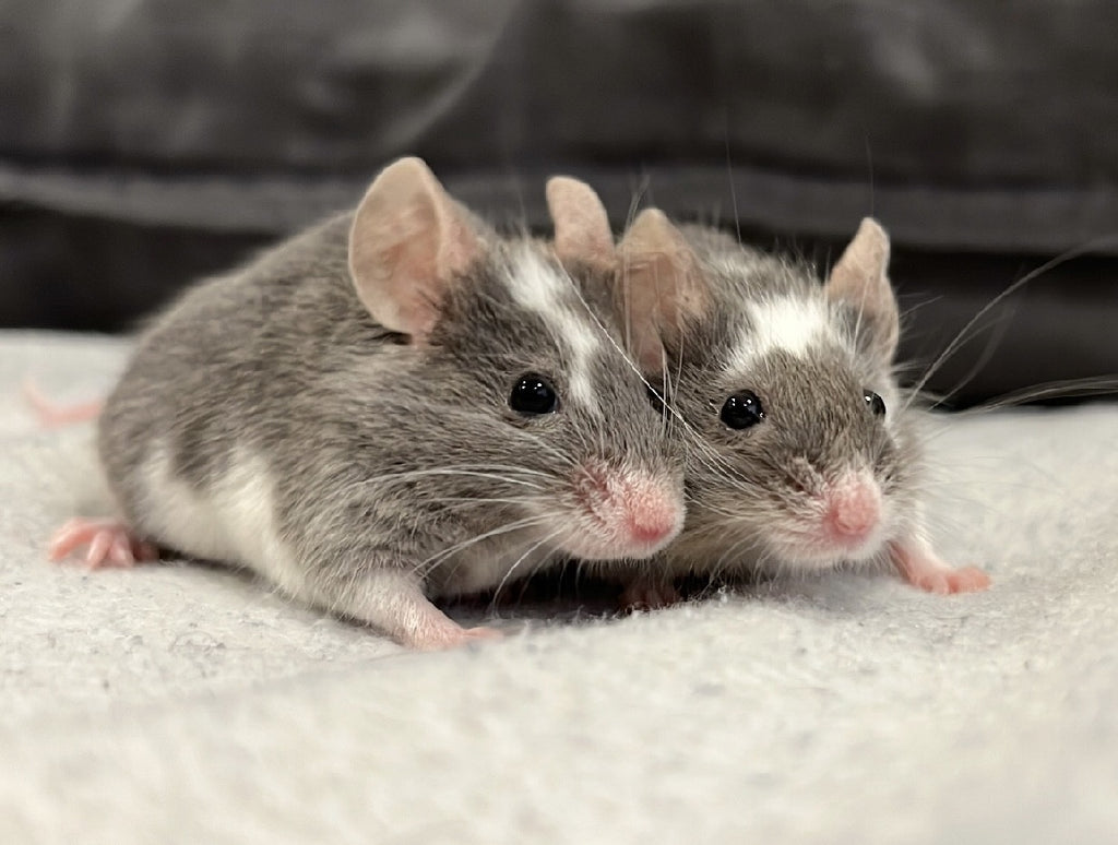 MICE - FEMALE