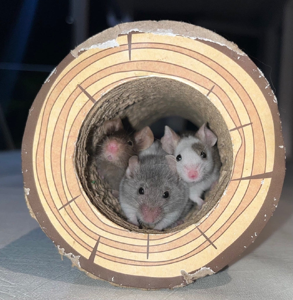 MICE - FEMALE