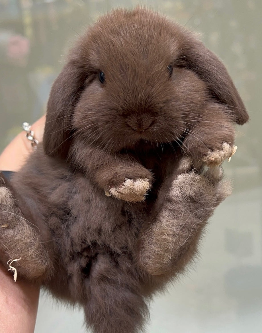 Mini Lop Pygmy Bunny For Sale Netherland Dwarf Bunnies For Sale