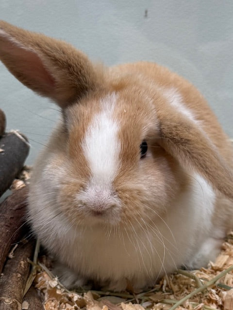 BABY MINI LOP RABBIT MALE