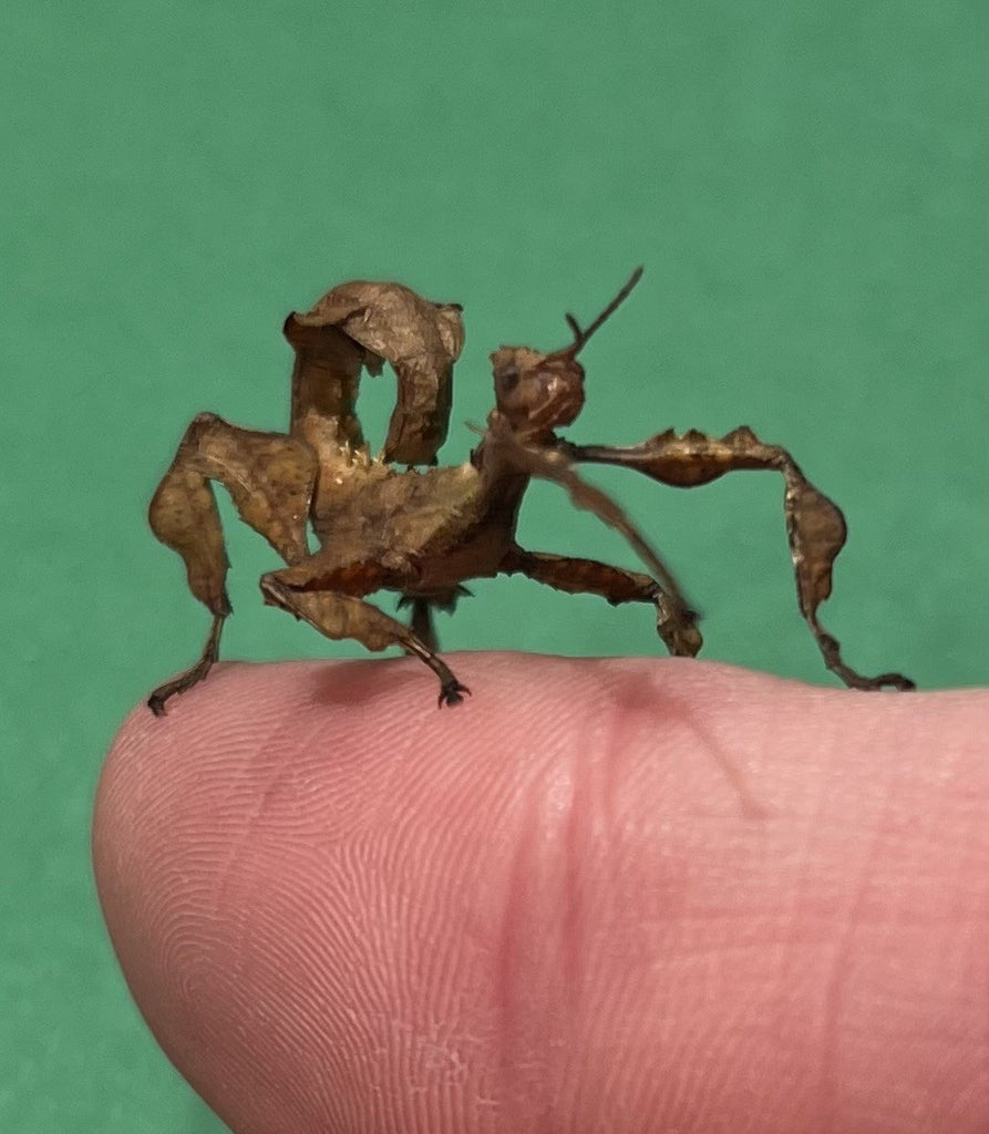 SPINY LEAF INSECT