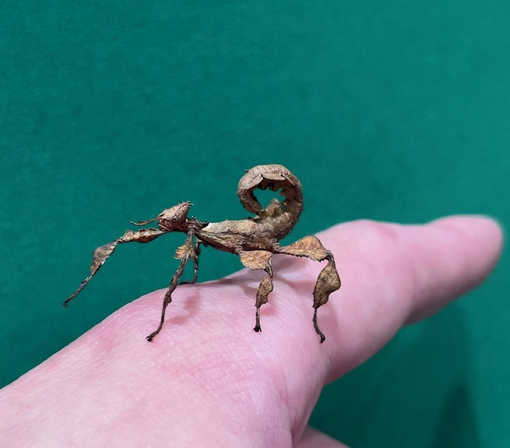 SPINY LEAF INSECT