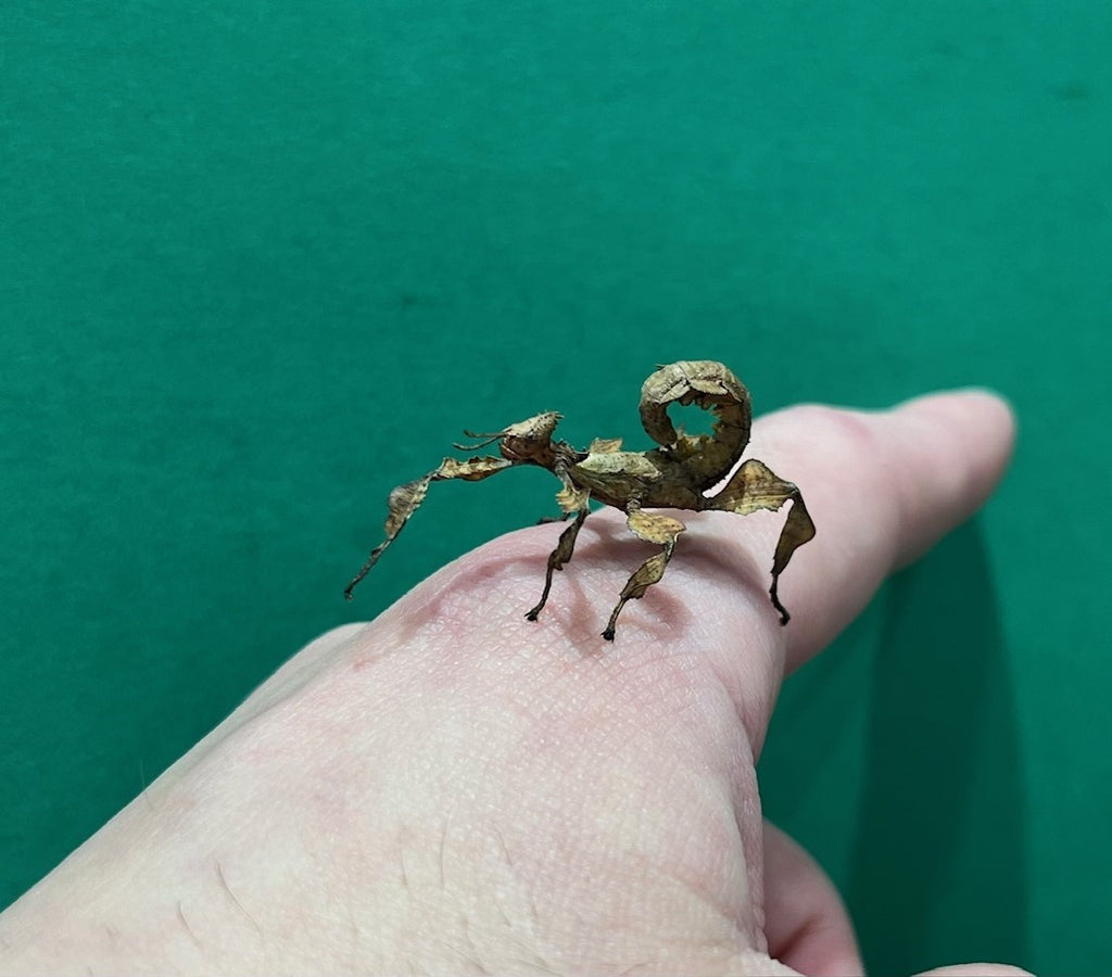 SPINY LEAF INSECT