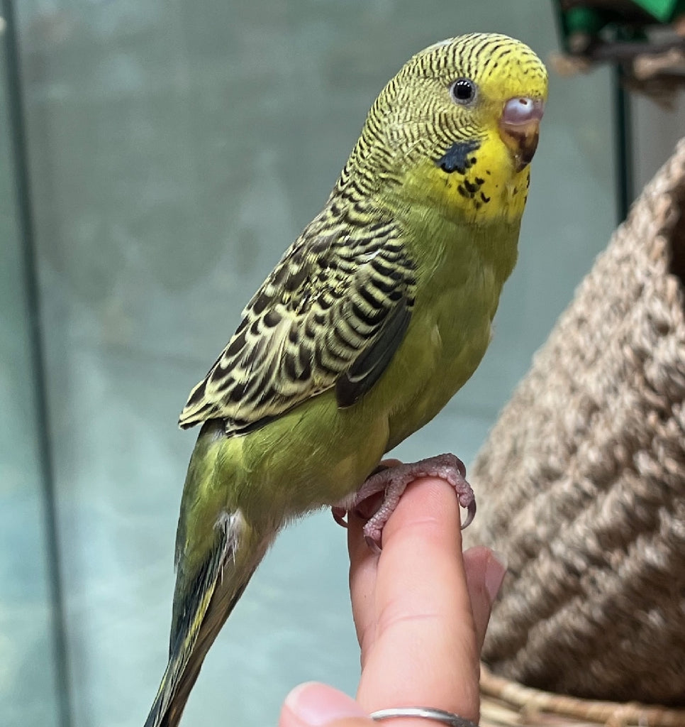 HAND RAISED BABY BUDGIES