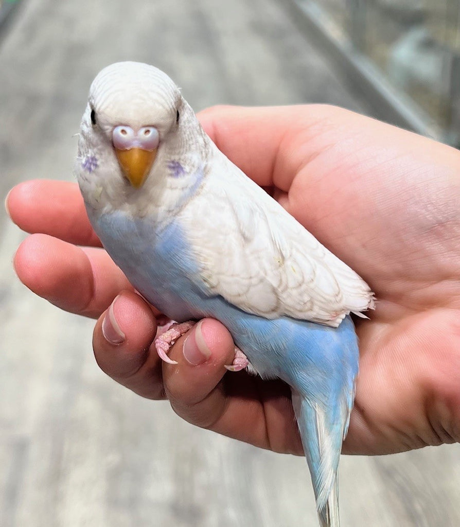 HAND RAISED BABY BUDGIES