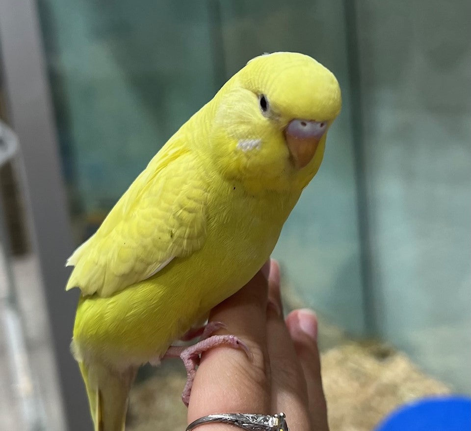 HAND RAISED BABY BUDGIES