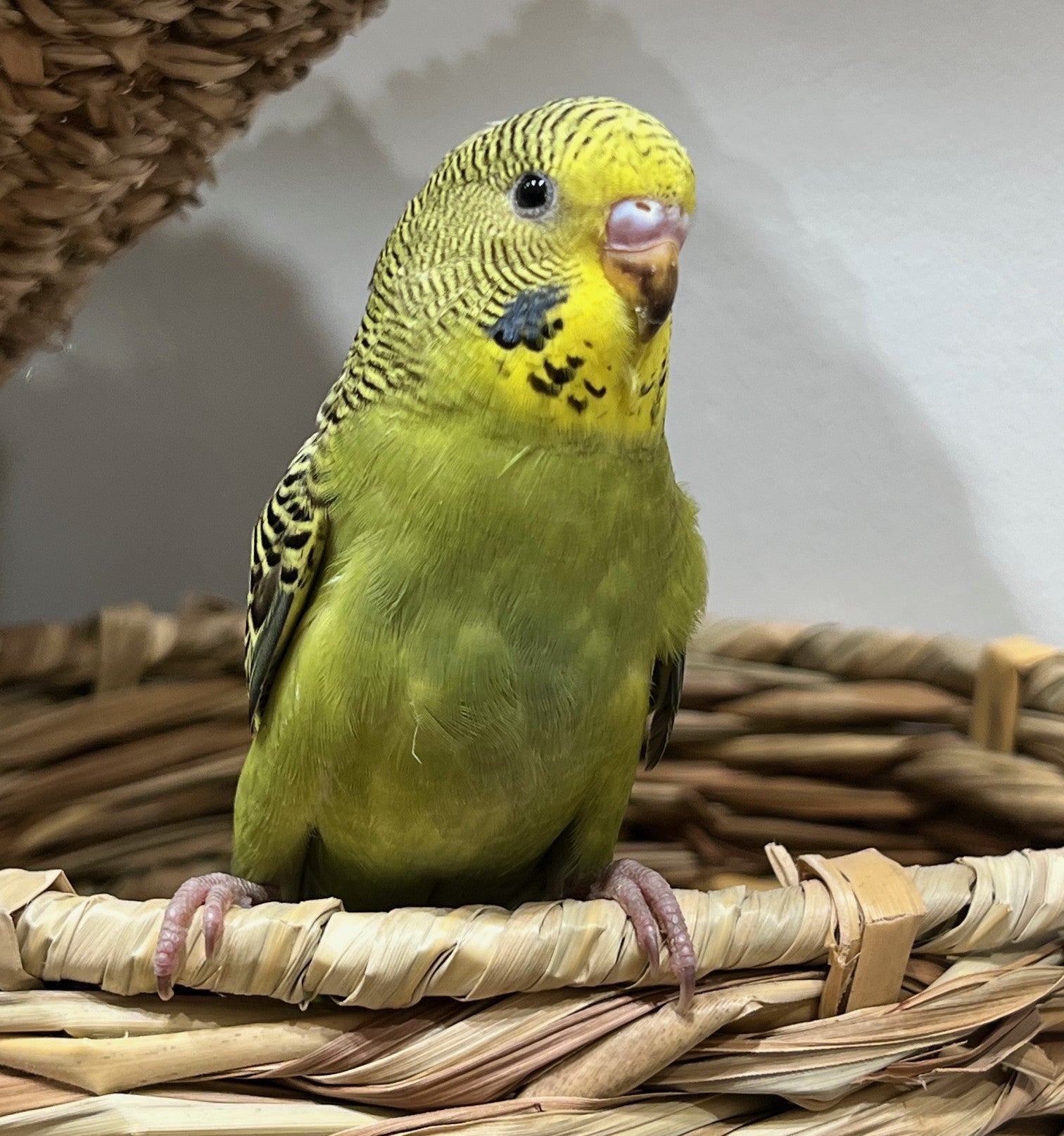 HAND RAISED BABY BUDGIES – Pittwater Pets