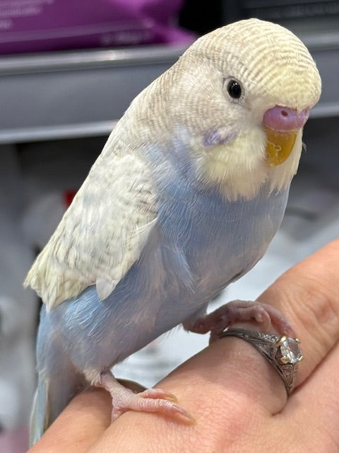 HAND RAISED BABY BUDGIES