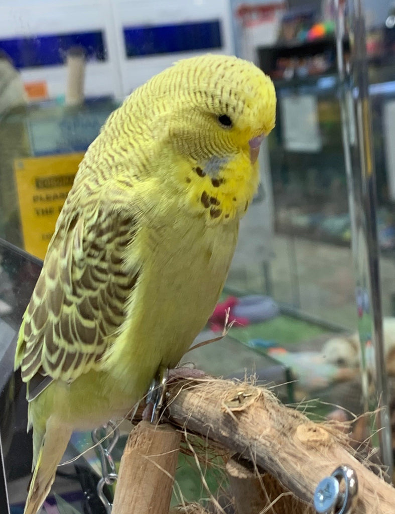 HAND RAISED BABY BUDGIES