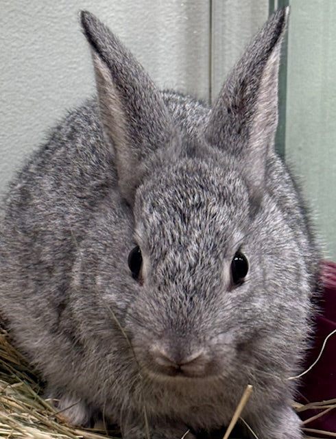 BABY DWARF X RABBIT