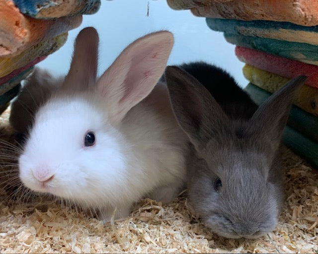 BABY DWARF X RABBIT