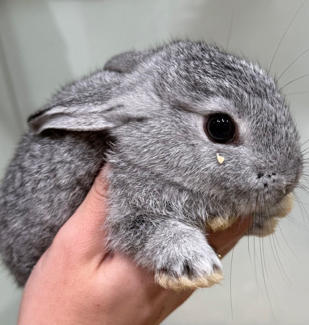 BABY DWARF X RABBIT