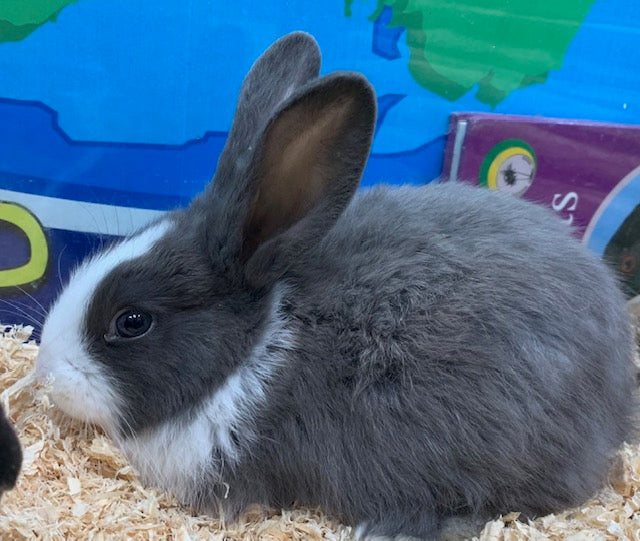 BABY DWARF X RABBIT