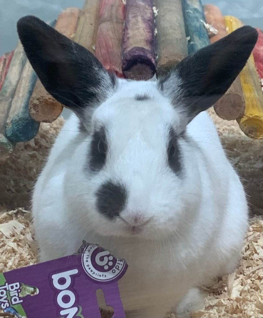 BABY DWARF X RABBIT