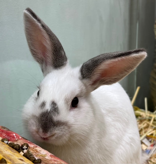 BABY DWARF X RABBIT