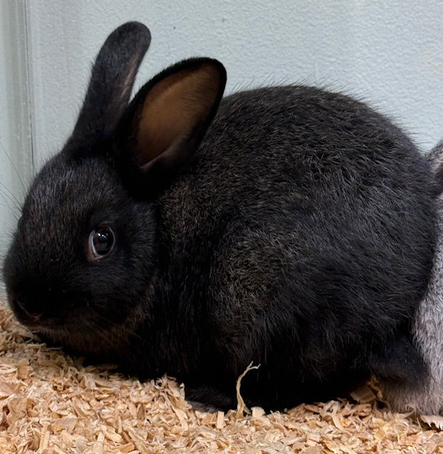 BABY DWARF X RABBIT