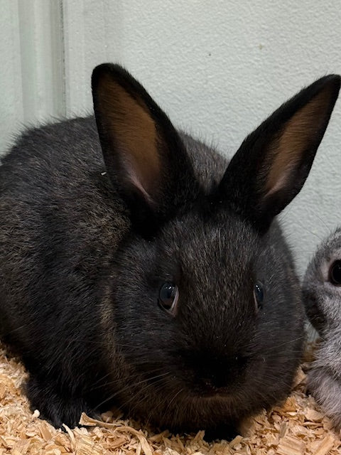 BABY DWARF X RABBIT