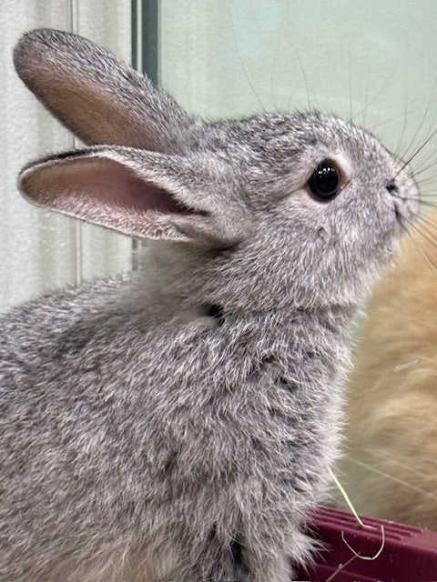 BABY DWARF X RABBIT