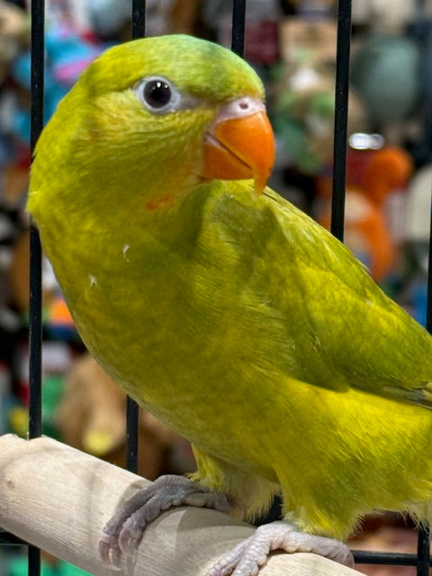 HAND RAISED BABY DILUTE SCALY BREASTED LORIKEET 
