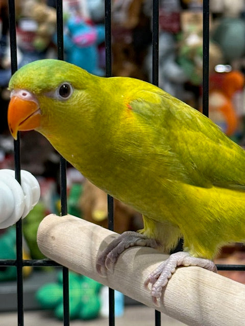 HAND RAISED BABY DILUTE SCALY BREASTED LORIKEET 