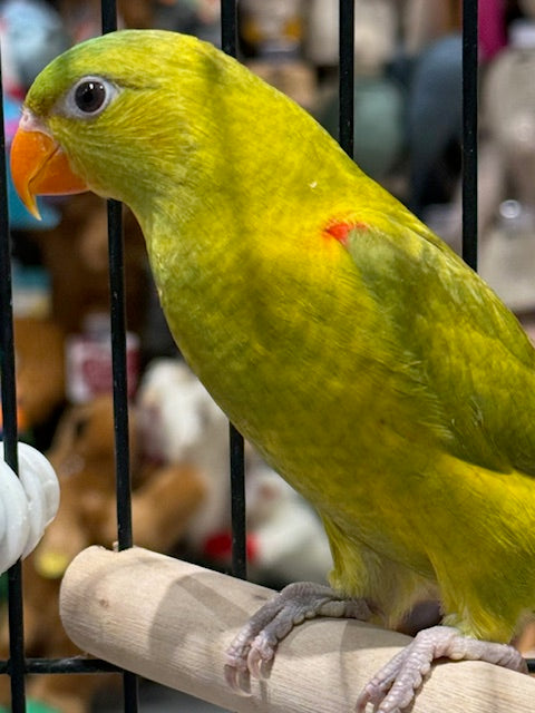 HAND RAISED BABY DILUTE SCALY BREASTED LORIKEET 