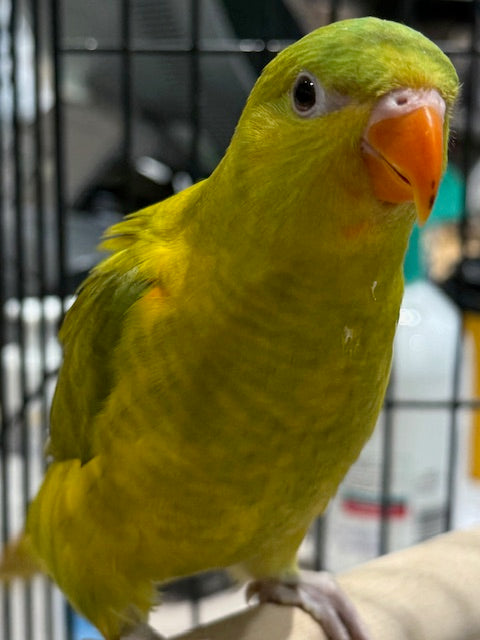 HAND RAISED BABY DILUTE SCALY BREASTED LORIKEET 