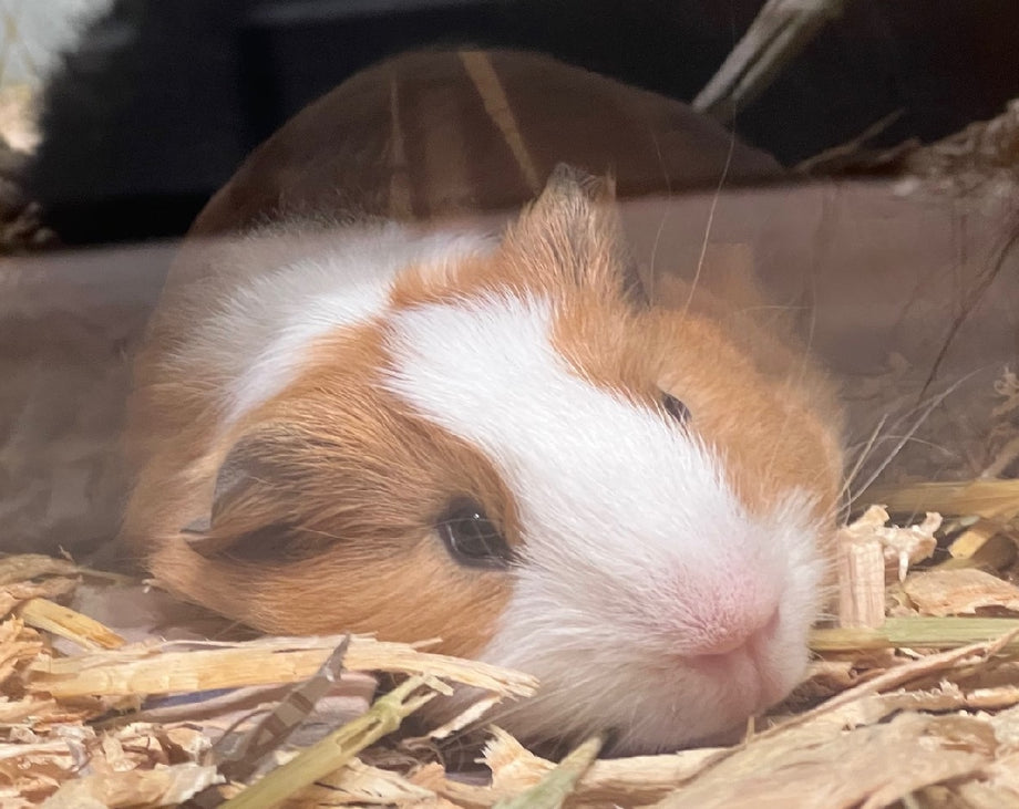 GUINEA PIG MALE – Pittwater Pets