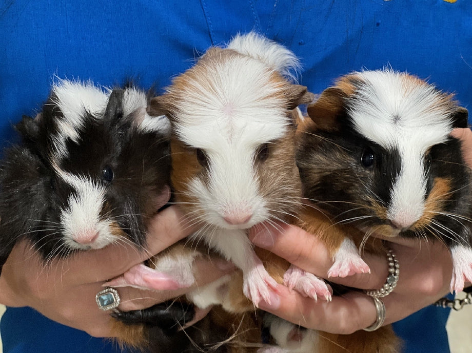GUINEA PIG FEMALE – Pittwater Pets