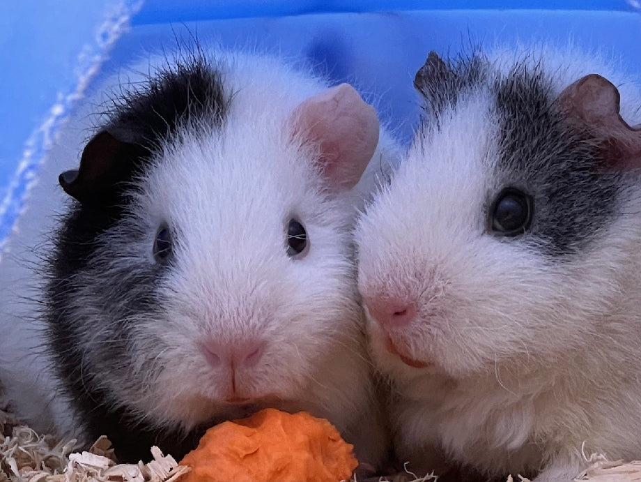 GUINEA PIG FEMALE – Pittwater Pets