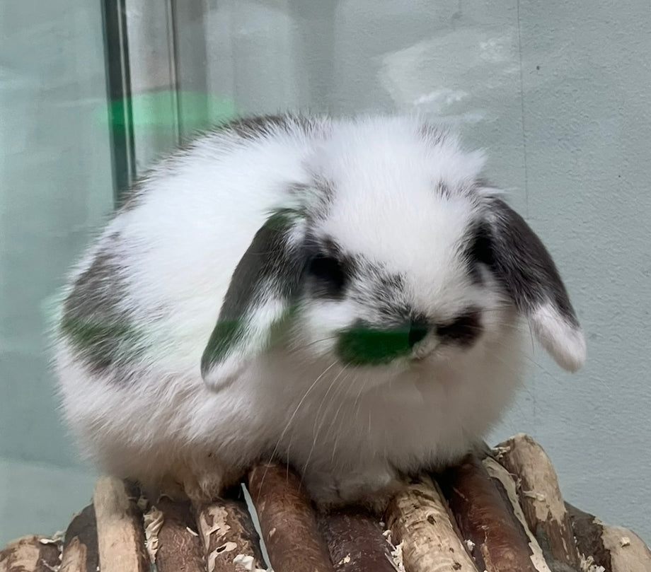 BABY MINI LOP RABBIT FEMALE – Pittwater Pets