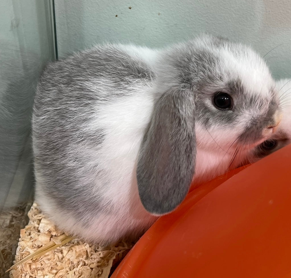 Female Lop Eared Bunnies BABY MINI LOP RABBIT FEMALE – Pittwater Pets
